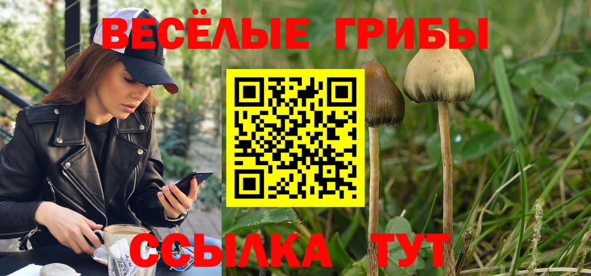 Балахна  Псилоцибиновые грибы прущие грибы  Вход с VPN  Псилоцибиновые грибы Cubensis 